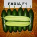 Fadia F1 Multi Salatalık Tohumu 500 Adet