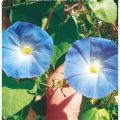 Mavi Renk Sarmaşık Çiçek Tohumu