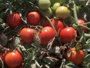 Simena 914  F1Oturak Domates Tohumu 1000 Adet
