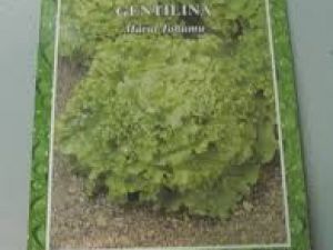 Gentilina Marul Tohumu 25GR