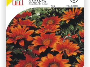 Gazanya Bronz Buse Çiçek Tohumu
