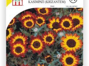 Kasımpatı Çiçek Tohumu