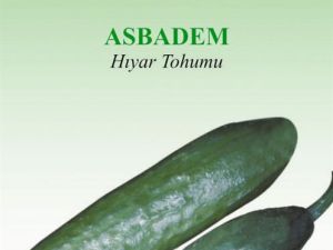 Asbadem Organik Salatalık Tohumu