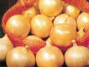 Texas Early Grano Soğan Tohumu 500GR