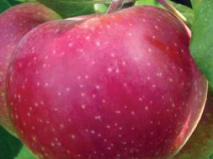 Pink Lady Elma Fidanı