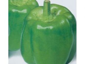 11 B 14 Dolma Biber Tohumu 25 Gr