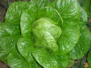 Yedikule Marul Tohumu 10GR
