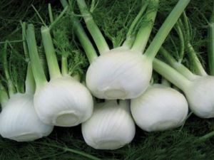 ORION F1 REZENE TOHUMU