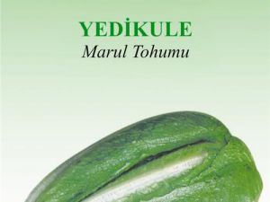 Yedikule Organik Marul Tohumu