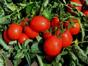 Basar F1 Domates Tohumu 2500AD