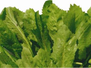 Aster Tere Tohumu 1KG