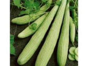 Ascur-Acur Salatalık Tohumu 10GR