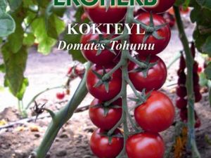 Kokteyl Organik Domates Tohumu