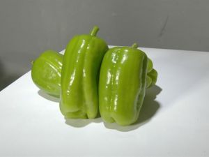 Doru 16 Dolma Biber Tohumu 25GR
