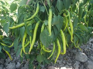 Acı Ilıca 256 Biber Tohumu 10GR