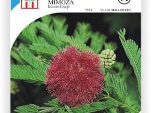 Mimoza Küstüm Çİçek Tohumu