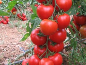 Alista F1 Domates Tohumu