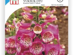 Kamelot Gülü Yüksük Otu Çiçek Tohumu