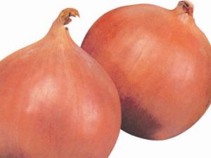 Valanciana Soğan Tohumu 25GR