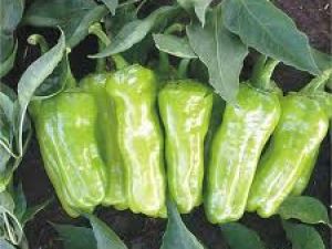 Asburun Biber Tohumu 10GR