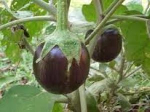 Topan Patlıcan Fidesi