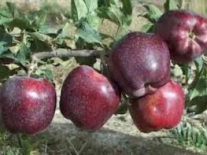 Scarlet Spur Elma Fidanı