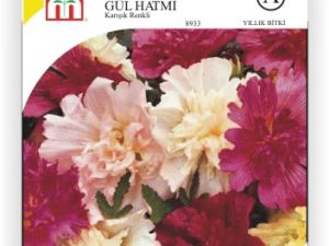 Gül Hatmi Çiçek Tohumu