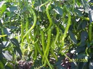 Askıl Biber Tohumu 10GR