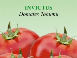 Invictus Organik Domates Tohumu