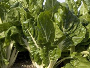DELTA (VERDE DE PENCA BLANCA) ISPANAK YAPRAĞI TOHUMU