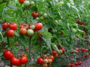 Halay-344 F1 Domates Tohumu 1000 Adet