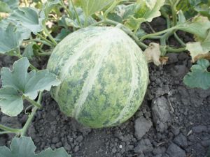 Mühürlü Kavun Tohumu 10GR