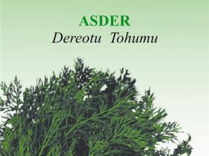 Asder Organik Dereotu Tohumu