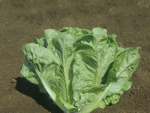 Duna Marul Tohumu 25GR