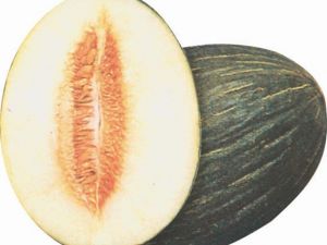 Hasanbey Kavun Tohumu 10GR