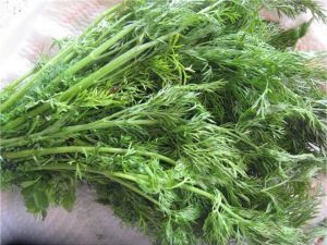 Asder Dereotu Tohumu 10GR