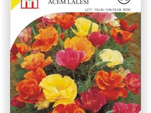 Acem Lalesi Çiçek Tohumu