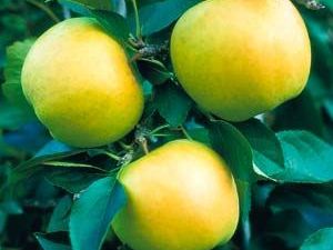 Golden Delicious Elma Fidanı