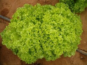 Bionda Marul Tohumu 50GR